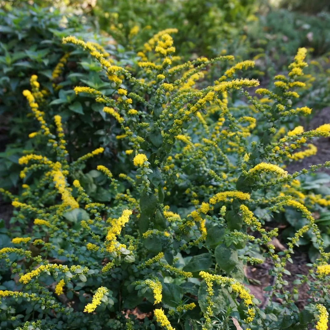 Autumn Goldenrod - Solidago sphacelata 'Golden Fleece'